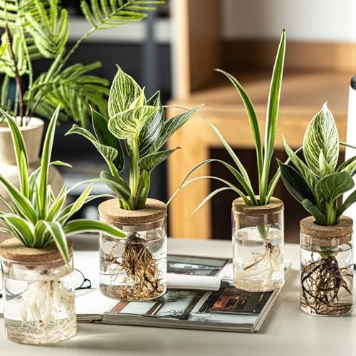 Glass Plant Propagation Stations for Plants – Set of 12(6 Large & 6 Small) Hydroponic Vases for Plant Cuttings,Flower Arrangements, Home & Office Decor–Desktop Vases for Living Room, Bedroom (12) - Image 6