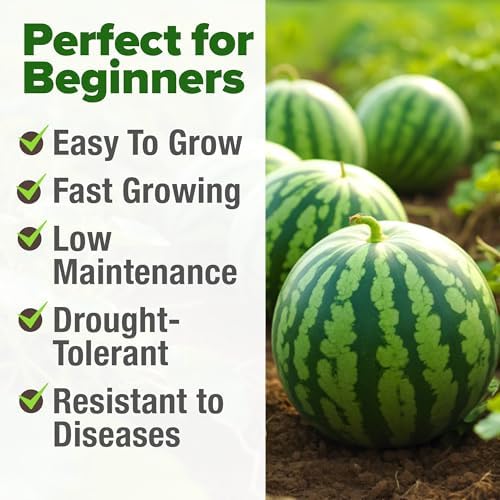 HOME GROWN Organic Crimson Sweet Watermelon, 15+ Seeds, Citrullus lanatus - Image 5
