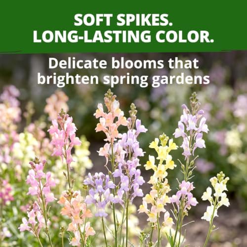 HOME GROWN Northern Lights Snapdragon 6000 Flower Seeds Antirrhinum majus - Image 2