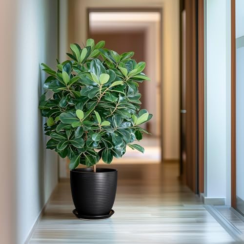 Ceramic Plant Pot 10 Inch - Large Planter Pots for Plants Indoor Outdoor Glazed Round Flower Pot with Drainage Hole and Saucer Black - Image 5