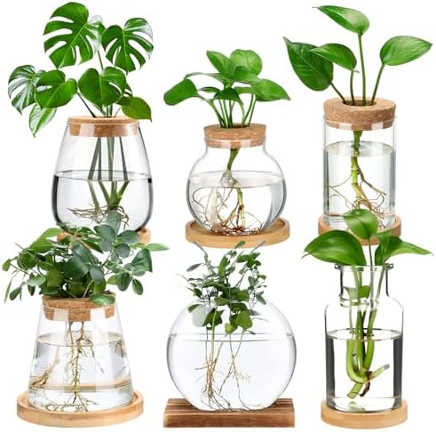 Honeydak 6 Pcs Plants Propagation Stations Desktop Glass Propagation Vases by Honeydak