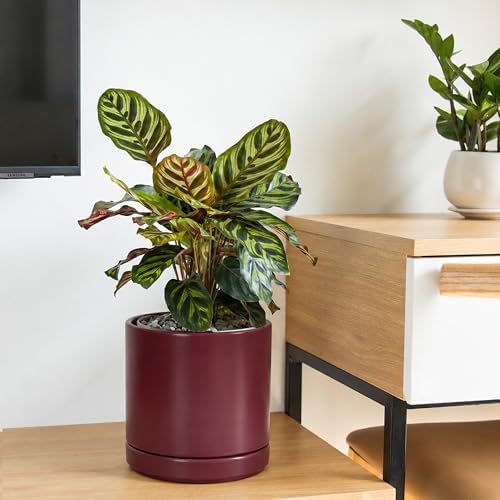 D'vine Dev 8 Inch Ceramic Planter Pot, Cordovan, 94-O-D-4 - Image 6