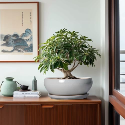 SQOWL 12 Inch Bonsai Pots, Large Ceramic Succulent Pots with Saucer, Gray - Image 4