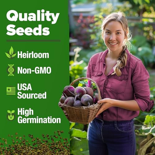 HOME GROWN Detroit Dark Red Beet Seeds, 500+ Seeds, Beta vulgaris - Image 3