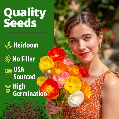 HOME GROWN Poppy 2,200 Seeds, Mission Bells, Eschscholzia californica - Image 5