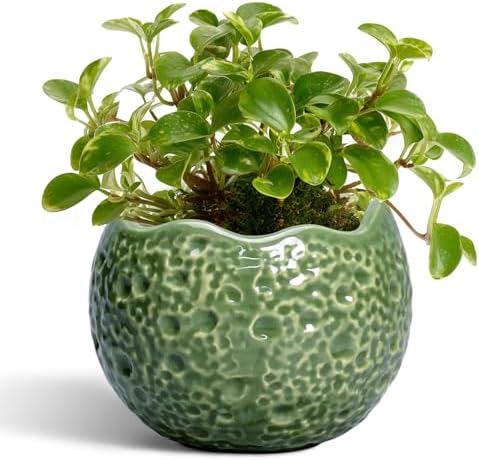 Ceramic Plant Pots - 4 inch Plant Pot with Drainage Hole, Small Pots for Plants Indoor Outdoor, Unique Round Planter, Modern Decorative Flower Pot, Room Decor, House Warming Gifts, Green by Thirtypot