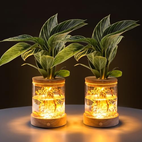 2 Pack Plant Propagation Station with Light, Hydroponic Glass Vase by WelcometoEverkeen
