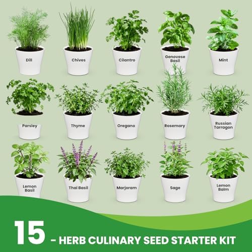 Herb Garden Starter Kit – Fruivity 12800+ 15 in 1 Herb Heirloom Seed Kits for Indoor/Outdoor Planting | Herb Indoor Garden Kit Starter - Complete Herb Garden Starter Set with Gift Packaging for Family - Image 2