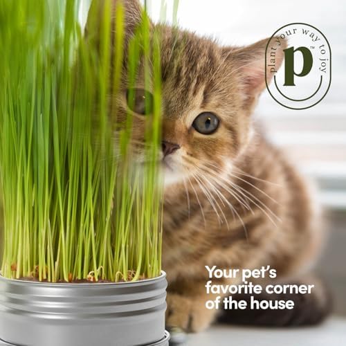 Cat Grass for Indoor Cats Kit - 3 Complete Growing Organic Planter Kits - Image 7