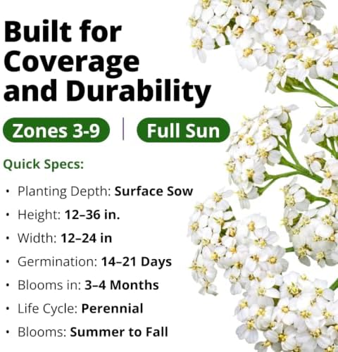 HOME GROWN White Yarrow Seeds, 8,000 Seeds, Achillea millefolium - Image 3