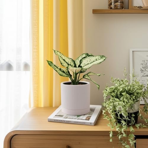 HERDUK 6 Inch Ceramic Plant Pot with Drainage & Saucer - Indoor Planter for Succulents, Cacti & Aloe Vera - Striped Design, High-Temp Fired Clay, Lightweight Modern Decor White - Image 7