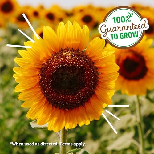 Back to the Roots Kids Science Grow Kit 2ct - Watermelon and Sunflower (Pack of 8) - Image 5