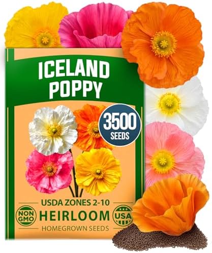 HOME GROWN Iceland Poppy 3500 Flower Seeds Papaver nudicaule by HOMEGROWN