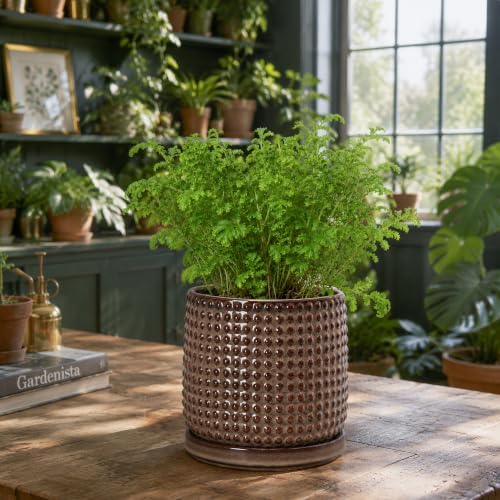 D'vine Dev Beaded Ceramic Pot with Saucer, 6 in, Stone Taupe, 27-C-X-L - Image 2
