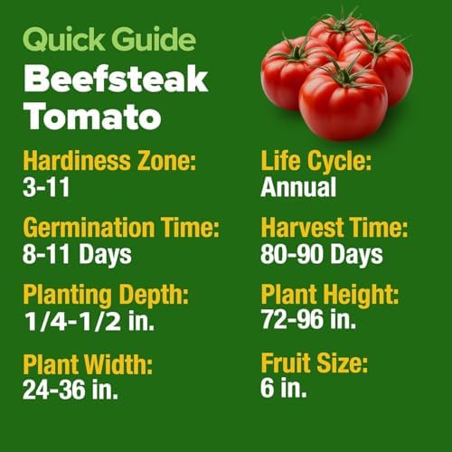 HOME GROWN Beefsteak Tomato Seeds, 300+ Seeds, Solanum lycopersicum - Image 2