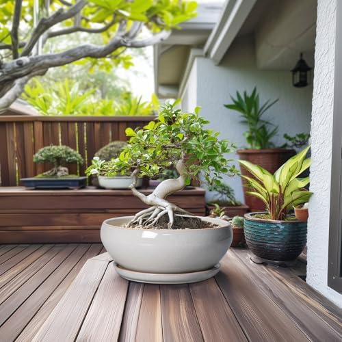 SQOWL 12 Inch Bonsai Pots, Large Ceramic Succulent Pots with Saucer, Gray - Image 3