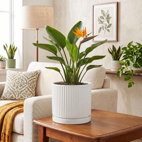 8 Inch Pots for Plants, Ceramic Plant Pots with Saucer, White - Image 6