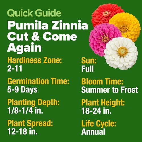 HOME GROWN Zinnia Seeds, Pumila Mix, 8,525 Seeds, Zinnia elegans - Image 7
