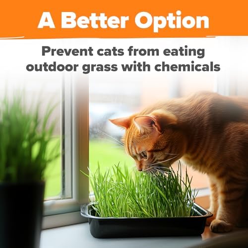 HOME GROWN Cat Grass Seeds 16 oz, Oat & Barley Mix, Easy to Grow - Image 5
