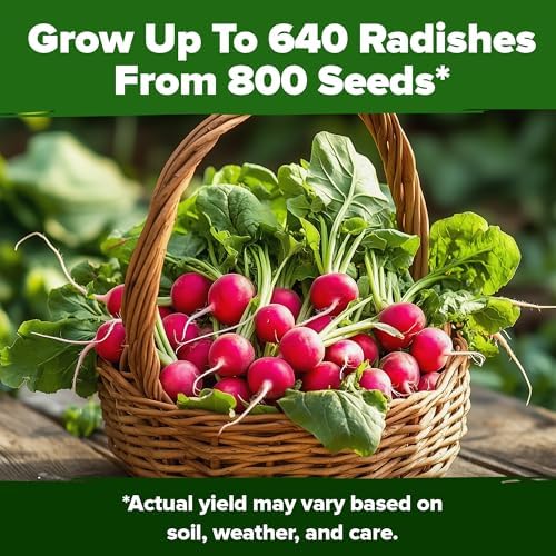 HOME GROWN Cherry Belle Radish Seeds, 800+ Seeds, Raphanus sativus - Image 6