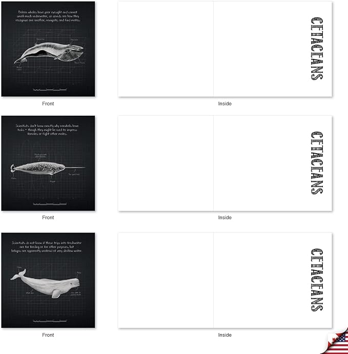 The Best Card Company - 10 Blank Note Cards with Envelopes (4 x 5.12 Inch) - Ocean Whale Images, Bulk Boxed Set - Whale Known MQ4960OCB-B1x10