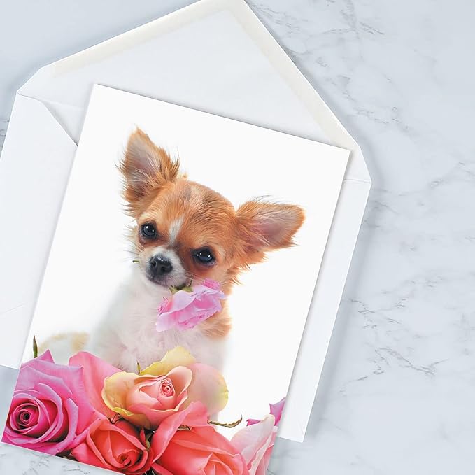 Current Big Bouquet Animal All Occasion Value Pack - 20 Cards With Envelopes, Celebration, Get Well, Sympathy, Birthday, Anniversary & Thinking of You Variety, Large 5" x 7" Assortment, 10 Design Set