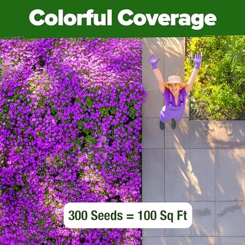 HOME GROWN Aubrieta Rock Cress Purple Seeds, 300 Seeds, Aubrieta deltoidea - Image 4