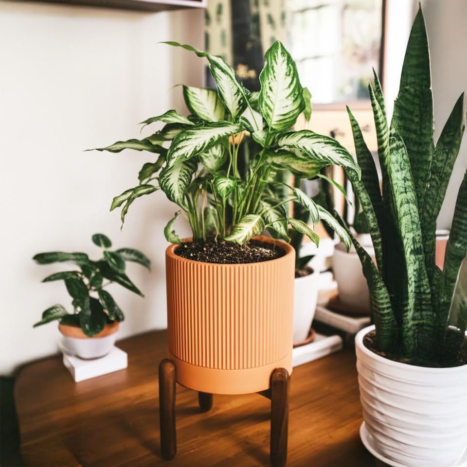 Large Terracotta Pots, 8 Inch Clay Planter Pots with Drainage Hole & Saucer (with Stand), Garden Planters for Indoor/Ourdoor Plants, Cactus & Snake Plant - Image 3