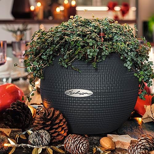 Lechuza Puro Color 20 Slate, Self-Watering Small Indoor Planter, D7.9 H6.3 in - Image 7