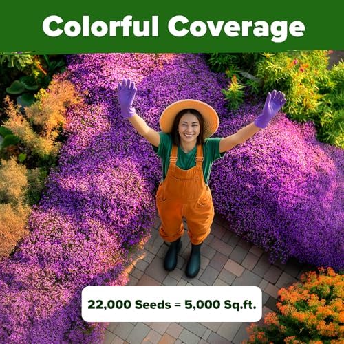 HOME GROWN Purple Creeping Thyme Seeds, 22,000+ Seeds, Thymus serpyllum - Image 6