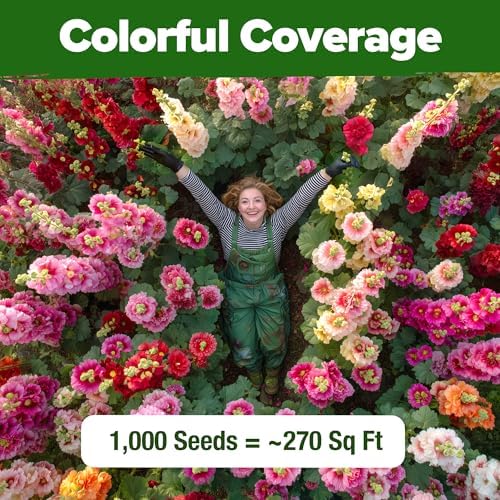 HOME GROWN Hollyhock Seeds, Summer Carnival Mix, 1,000 Seeds, Alcea rosea - Image 6