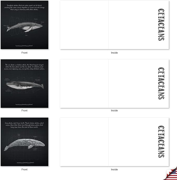 The Best Card Company - 10 Blank Note Cards with Envelopes (4 x 5.12 Inch) - Ocean Whale Images, Bulk Boxed Set - Whale Known MQ4960OCB-B1x10