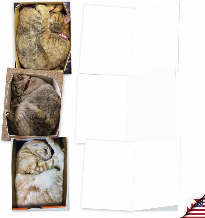 The Best Card Company - 10 All Occasion Blank Cat Cards (4 x 5.12 Inch) - Cute Assorted Bulk Card Set - Square Cats M4623OCB-B1x10-NB