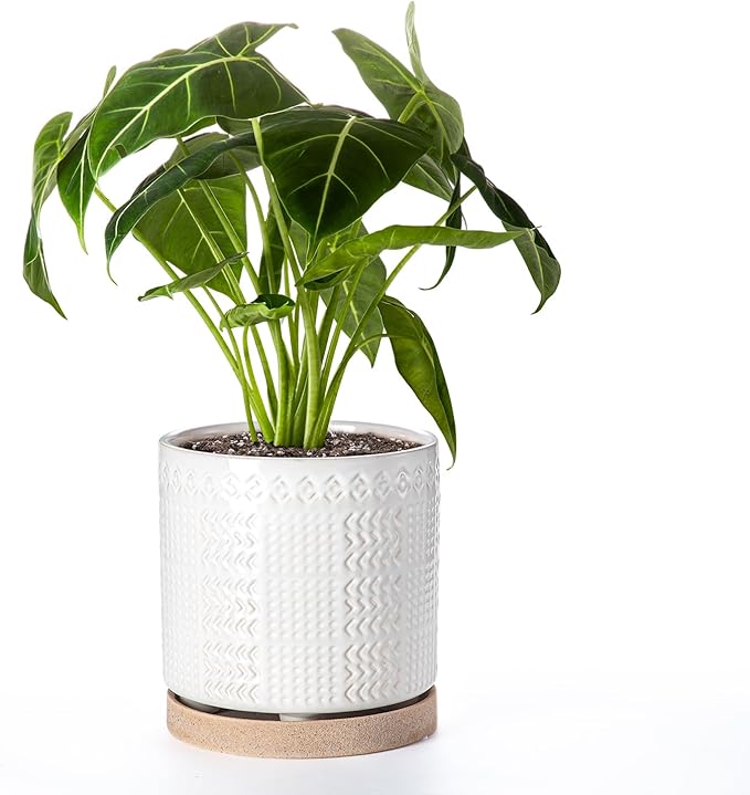 Indoor-Outdoor Ceramic Plant Pots: 8 Inch Flower Pots with Drainage Hole & Saucer - Decorative Ceramic Pots for Plants Herbs Succulents - Home Garden Patio Lawn Use (White)