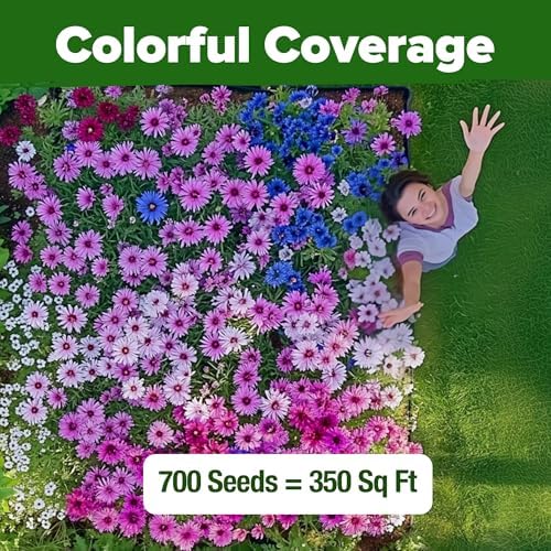 HOME GROWN Bachelor Button Tall Mix 700+ Flower Seeds Centaurea cyanus - Image 6