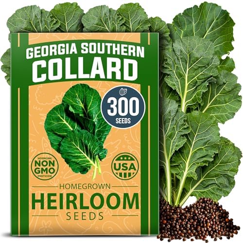 HOME GROWN Georgia Southern Collard Seeds, 300+ Seeds, Brassica oleracea by HOMEGROWN