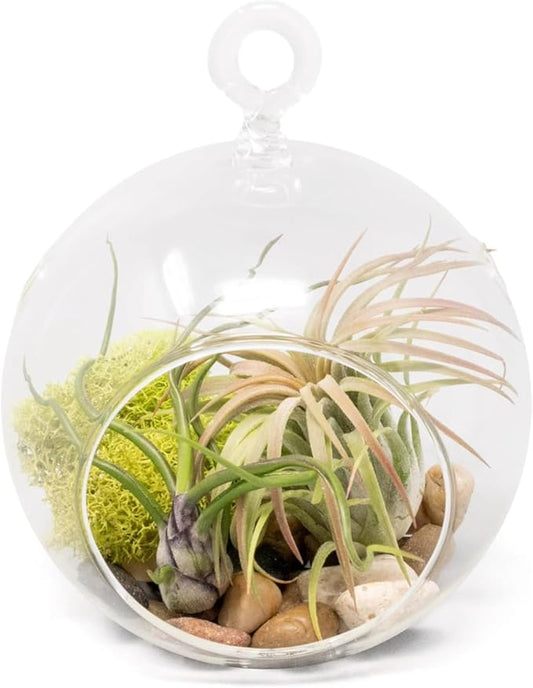 Stunning Flat Bottom Globe Terrarium Kit with Small Assorted Air Plants, Beige Stones and Moss Plant Terrarium - Live Tillandsia Air Plants Holder–Glass Terrariums for Plants and Succulents