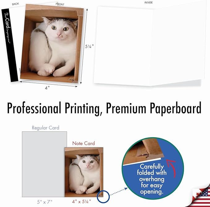 The Best Card Company - 10 All Occasion Blank Cat Cards (4 x 5.12 Inch) - Cute Assorted Bulk Card Set - Square Cats M4623OCB-B1x10-NB
