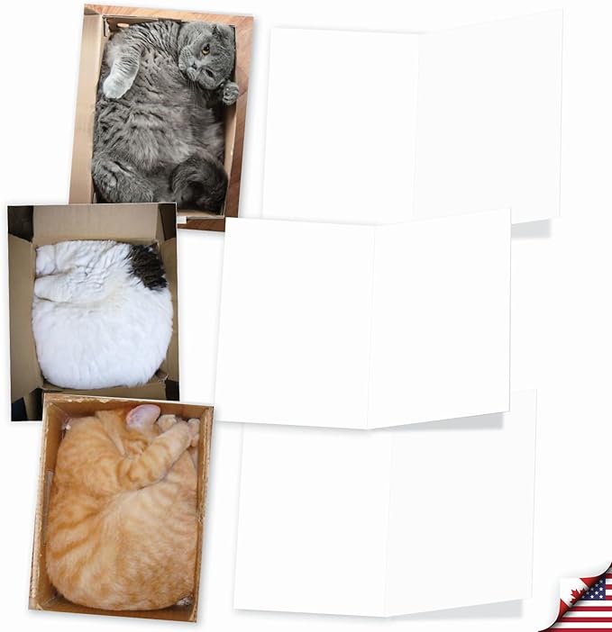 The Best Card Company - 10 All Occasion Blank Cat Cards (4 x 5.12 Inch) - Cute Assorted Bulk Card Set - Square Cats M4623OCB-B1x10-NB