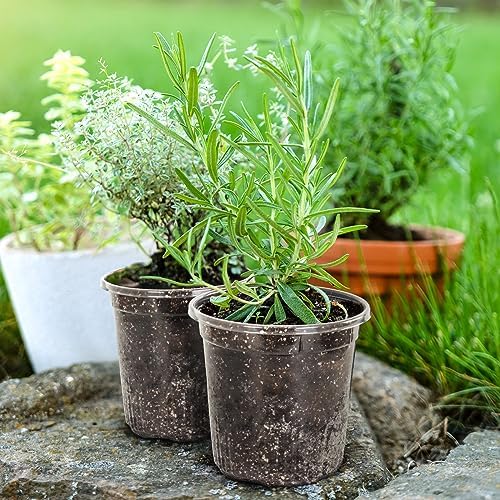 Bluepro Clear Nursery Pots with Drainage Holes, 7 Inch, 1 Gallon, 30-Pack - Image 6