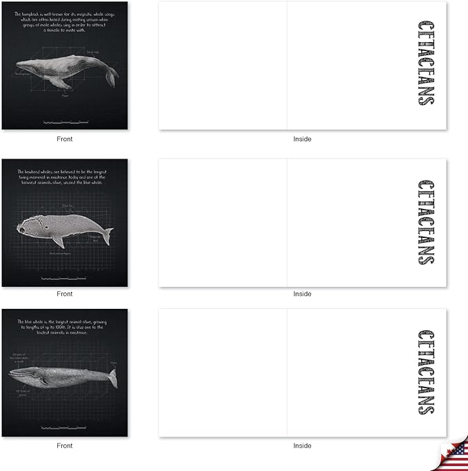 The Best Card Company - 10 Blank Note Cards with Envelopes (4 x 5.12 Inch) - Ocean Whale Images, Bulk Boxed Set - Whale Known MQ4960OCB-B1x10