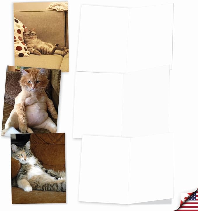 The Best Card Company - 10 All Occasion Blank Cat Cards (4 x 5.12 Inch) - Cute Assorted Bulk Card Set - Sitting Pretty Kitties M4613OCB-B1x10