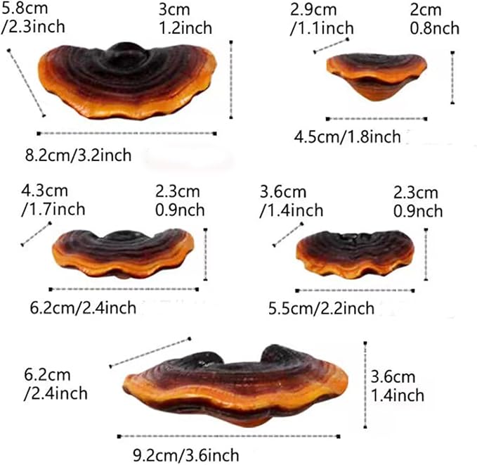 Set of 5 Mushroom Wall Shelves - Small Floating Shelves for Home Decor, Kitchen, Bedroom | Cute Resin Mushroom Shelf, Cottagecore & Reptile Gecko Habitat Accessory