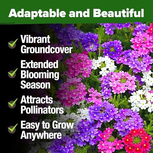 HOME GROWN Verbena Moss Seeds, 6,000+ Seeds, Verbena tenuisecta - Image 6