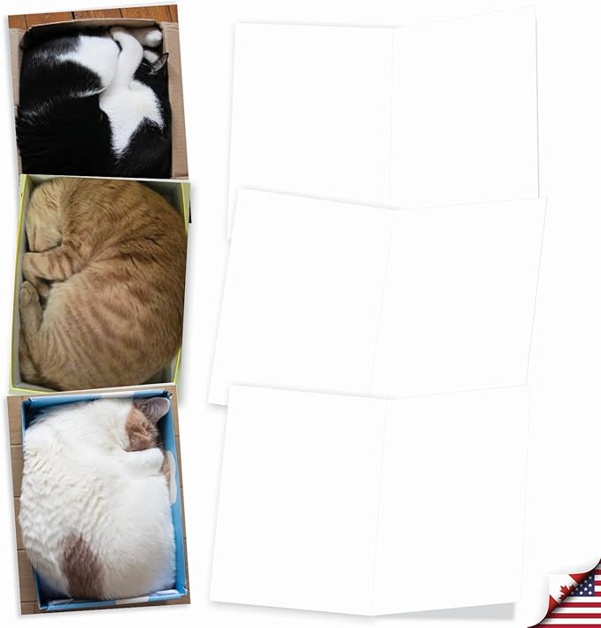 The Best Card Company - 10 All Occasion Blank Cat Cards (4 x 5.12 Inch) - Cute Assorted Bulk Card Set - Square Cats M4623OCB-B1x10-NB
