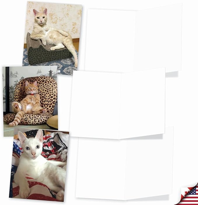 The Best Card Company - 10 All Occasion Blank Cat Cards (4 x 5.12 Inch) - Cute Assorted Bulk Card Set - Sitting Pretty Kitties M4613OCB-B1x10