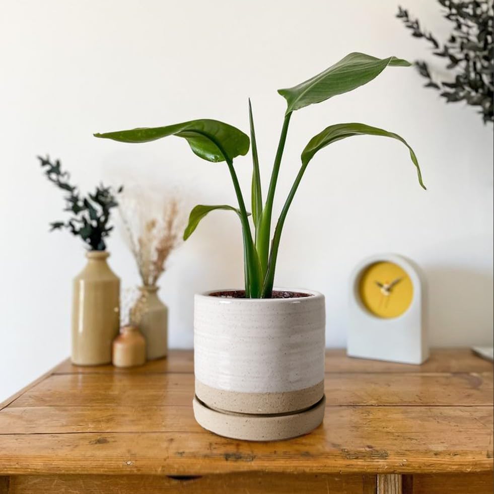 HERDUK 6 Inch Plant Pots, Ceramic Planter Pot with Drainage Hole & Saucer, Indoor/Outdoor Cylinder Round Planter Pot, White & Beige Glaze - Image 5