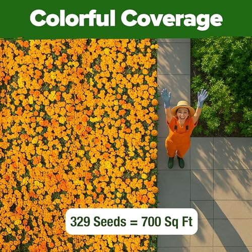 HOME GROWN Petite French Marigold Seeds, 329+ Seeds, Tagetes patula - Image 6