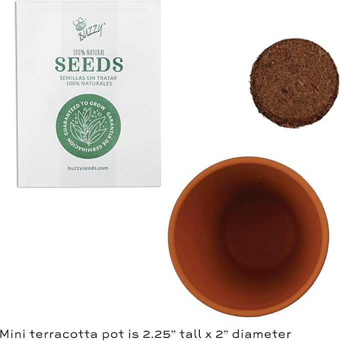 BUZZY Seeds All-in-One Sunflower Mini Terracotta Pot Grow Kits 12-Pack, Indoor Mini Garden Seed Starter for All Ages, Grow Your Own Vibrant Flowers, DIY Plant Project, Gardening Gift