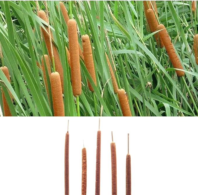 Dried Natural Cattails - 20PCS Jumbo Size for DIY Floral Arrangements and Home Office Decor - 0.75" Dia - 24 Inch Length